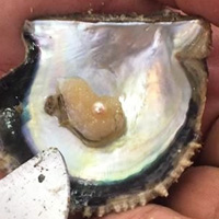 A pearl in a shell
