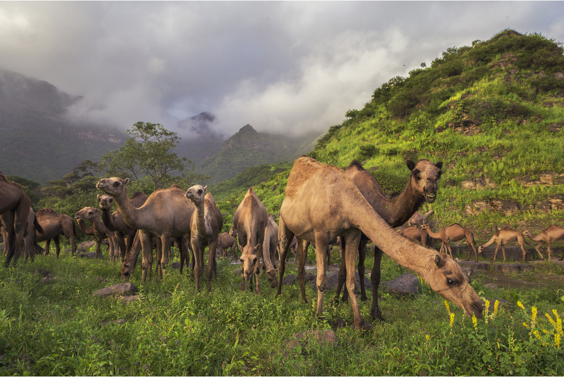 Al Hootah, Dhofar