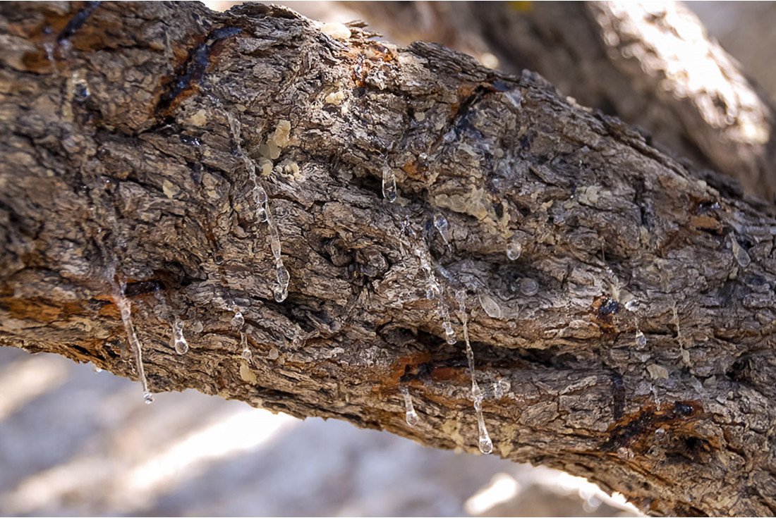 A mastic tree leaking its resin