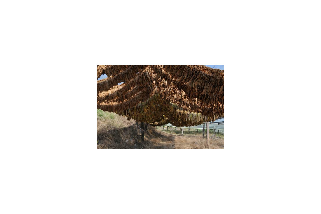 Drying tobbaco leaves in Krios