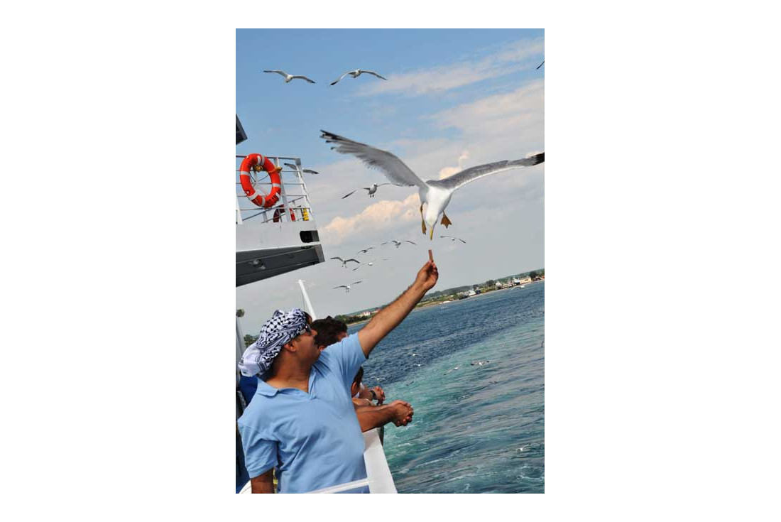 Greece: Feeding seagulls