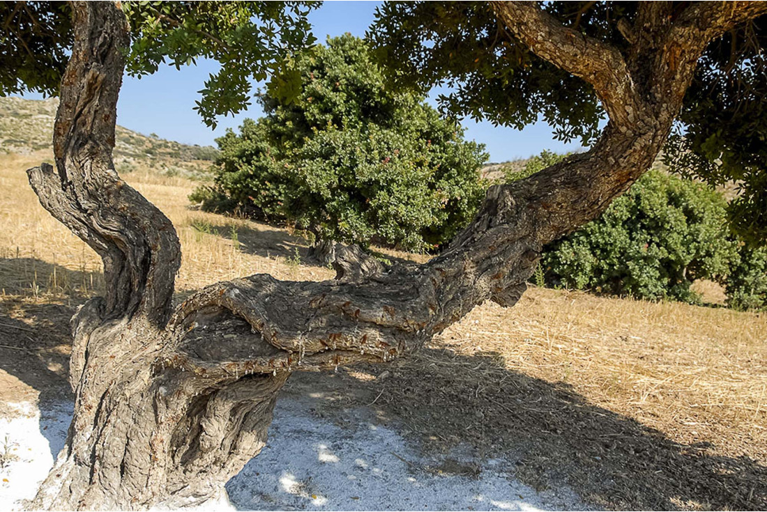 A mastic tree