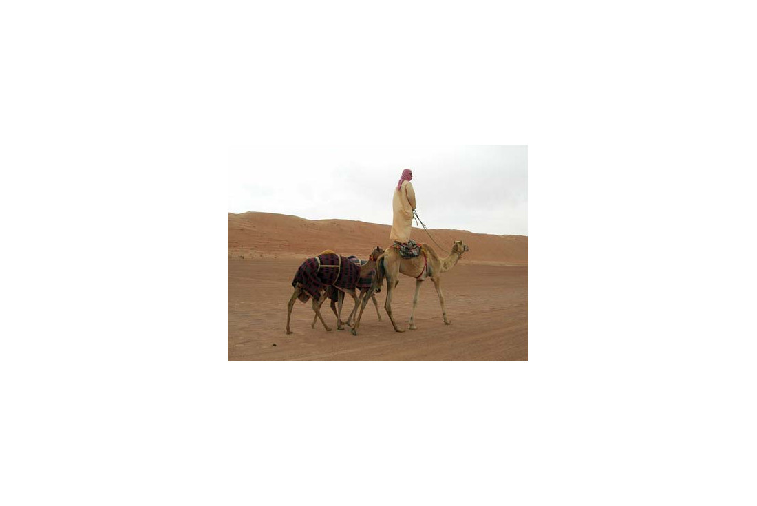 Manon camel