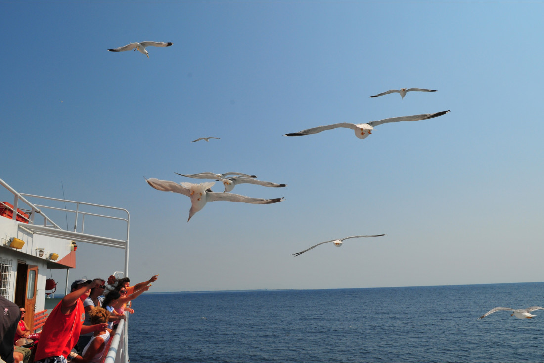 Traveling with the seagulls