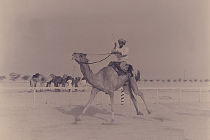 Camel Race in were popular in Bahrain at one time