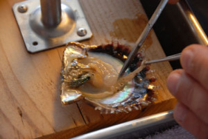 Implanting the bead into the oyster