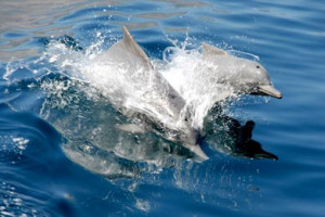 Greeted by dolphins on the dhow trip