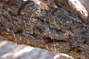 A mastic tree leaking its resin