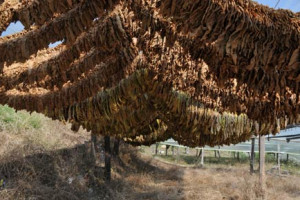 Drying tobbaco leaves in Krios