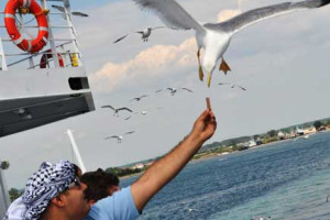 Greece: Feeding seagulls