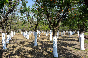 Citrus trees area in Kambos