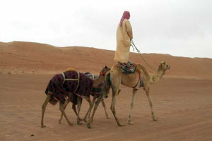 Manon camel