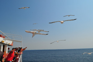 Traveling with the seagulls