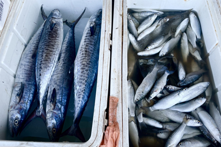 Central Market and Fish Market